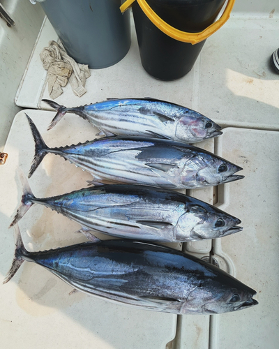 カツオの釣果