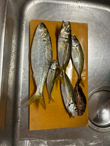 アジの釣果