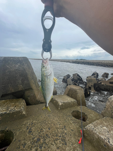 イナダの釣果