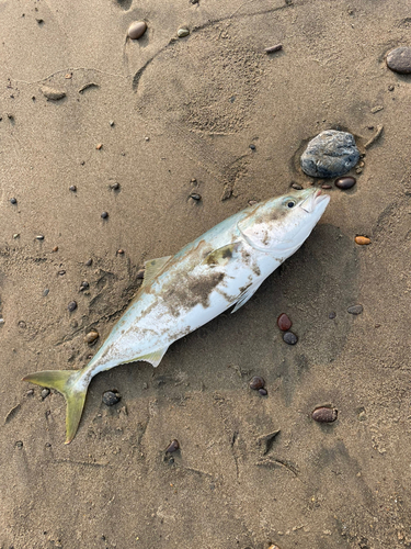 ダツの釣果