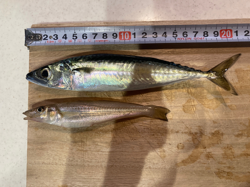 サバの釣果