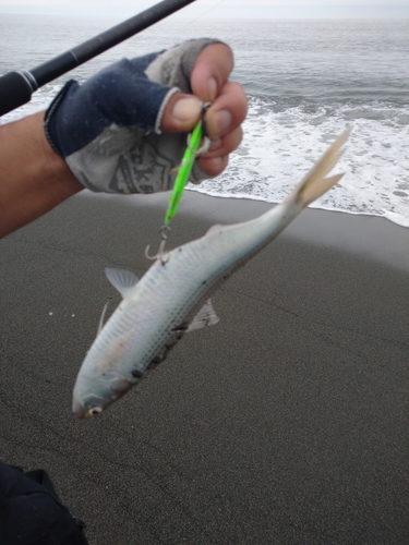 コノシロの釣果