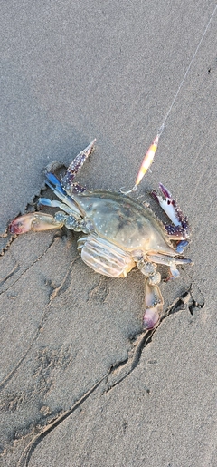 カニの釣果