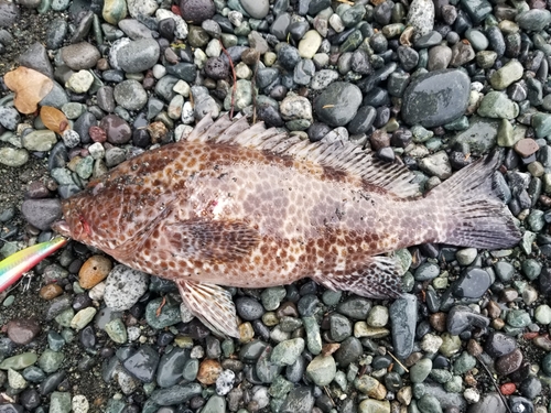 オオモンハタの釣果