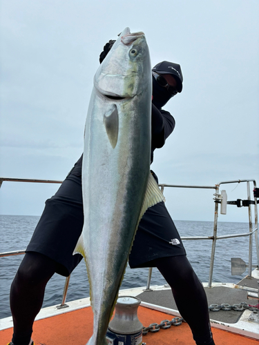 ブリの釣果