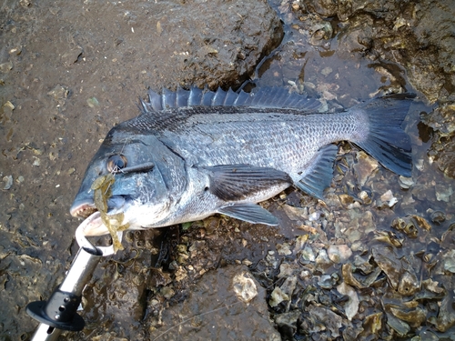 チヌの釣果