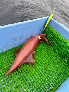 ヤリイカの釣果