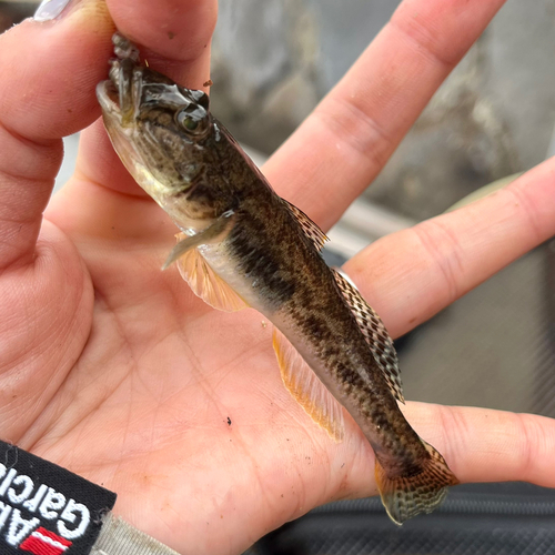 ハゼの釣果