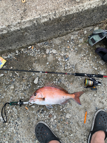 タイの釣果