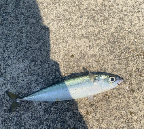 サバの釣果