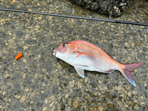 タイの釣果