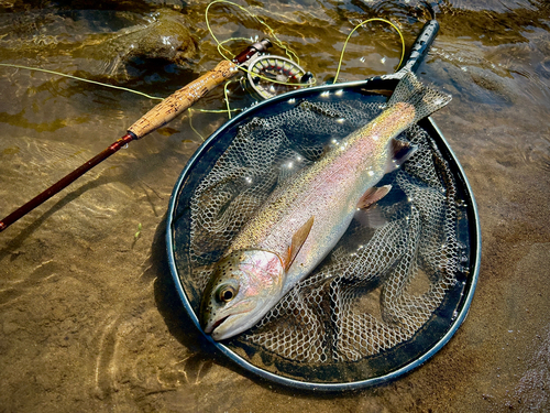 ニジマスの釣果