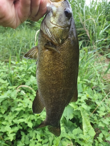 スモールマウスバスの釣果