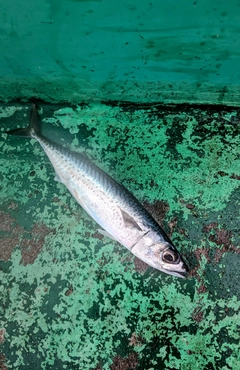 サバの釣果