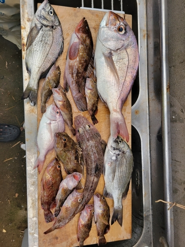 タイの釣果