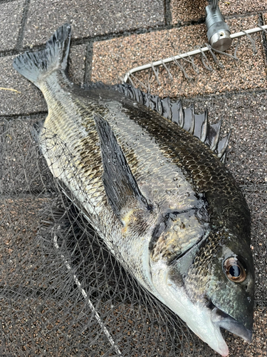 チヌの釣果