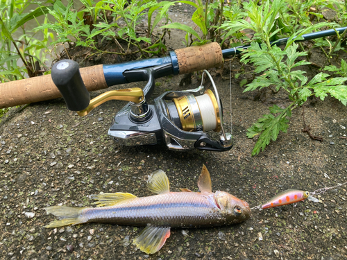 カワムツの釣果