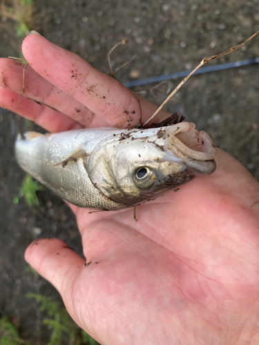 ウグイの釣果