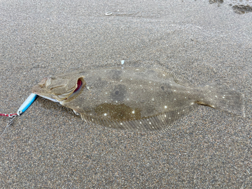 ソゲの釣果