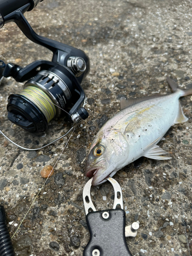 ショゴの釣果