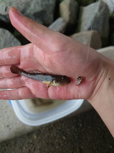 マハゼの釣果