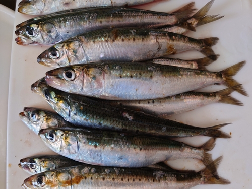 イワシの釣果