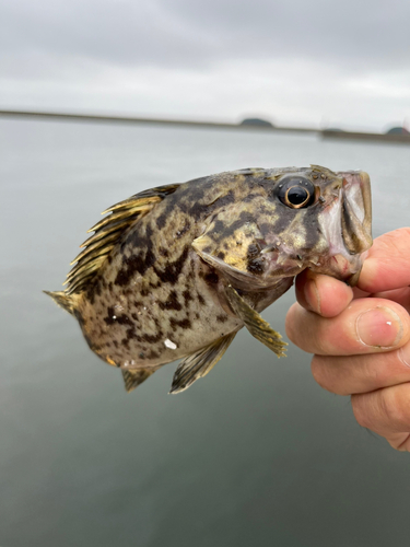 タケノコメバルの釣果