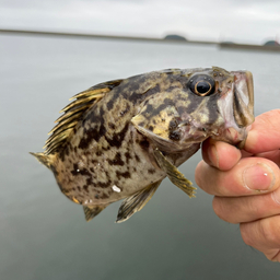 タケノコメバル