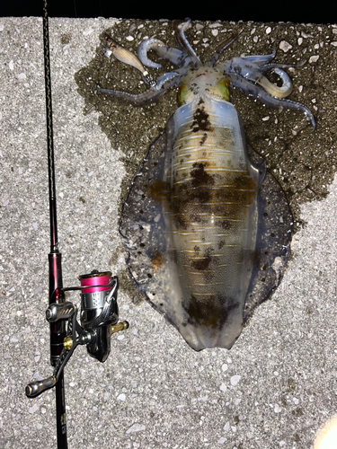 アオリイカの釣果