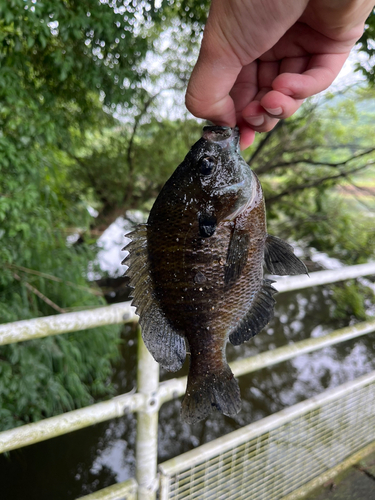 ブルーギルの釣果