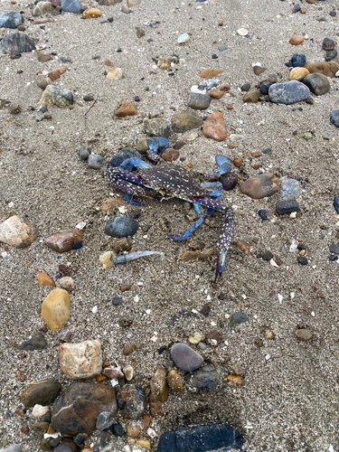 カニの釣果