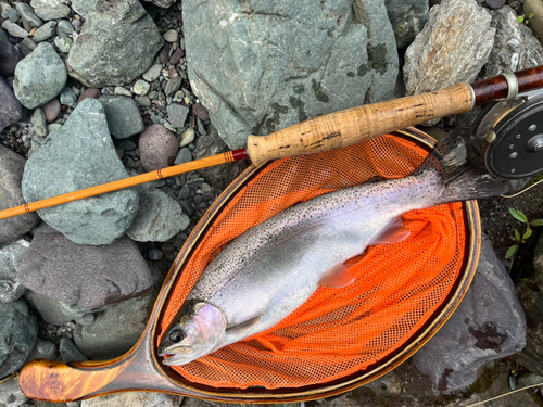 ニジマスの釣果