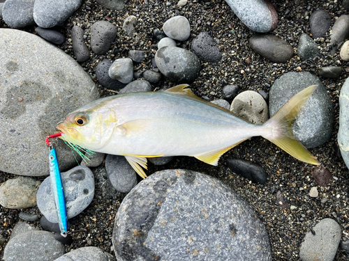 ショゴの釣果