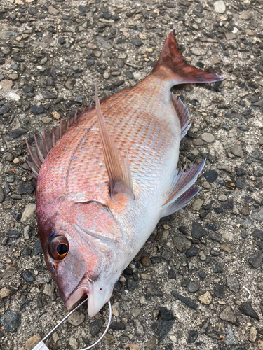 マダイの釣果