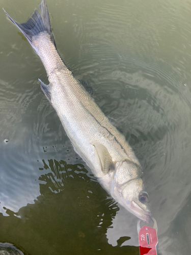 シーバスの釣果