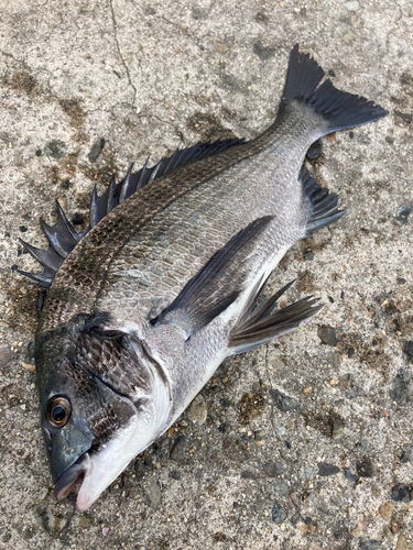 チヌの釣果