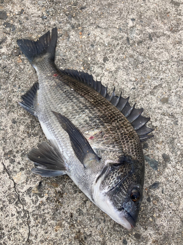 チヌの釣果