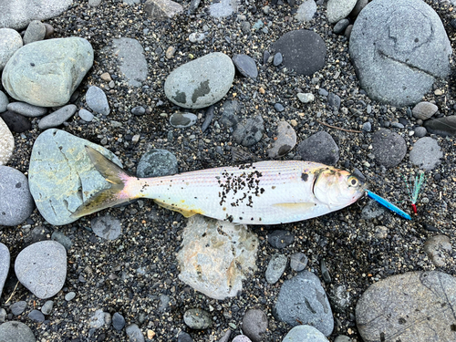 コノシロの釣果