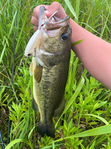 ラージマウスバスの釣果