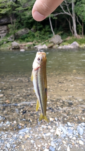 カワムツの釣果