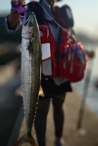 サゴシの釣果