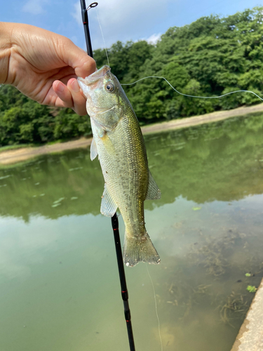 ラージマウスバスの釣果