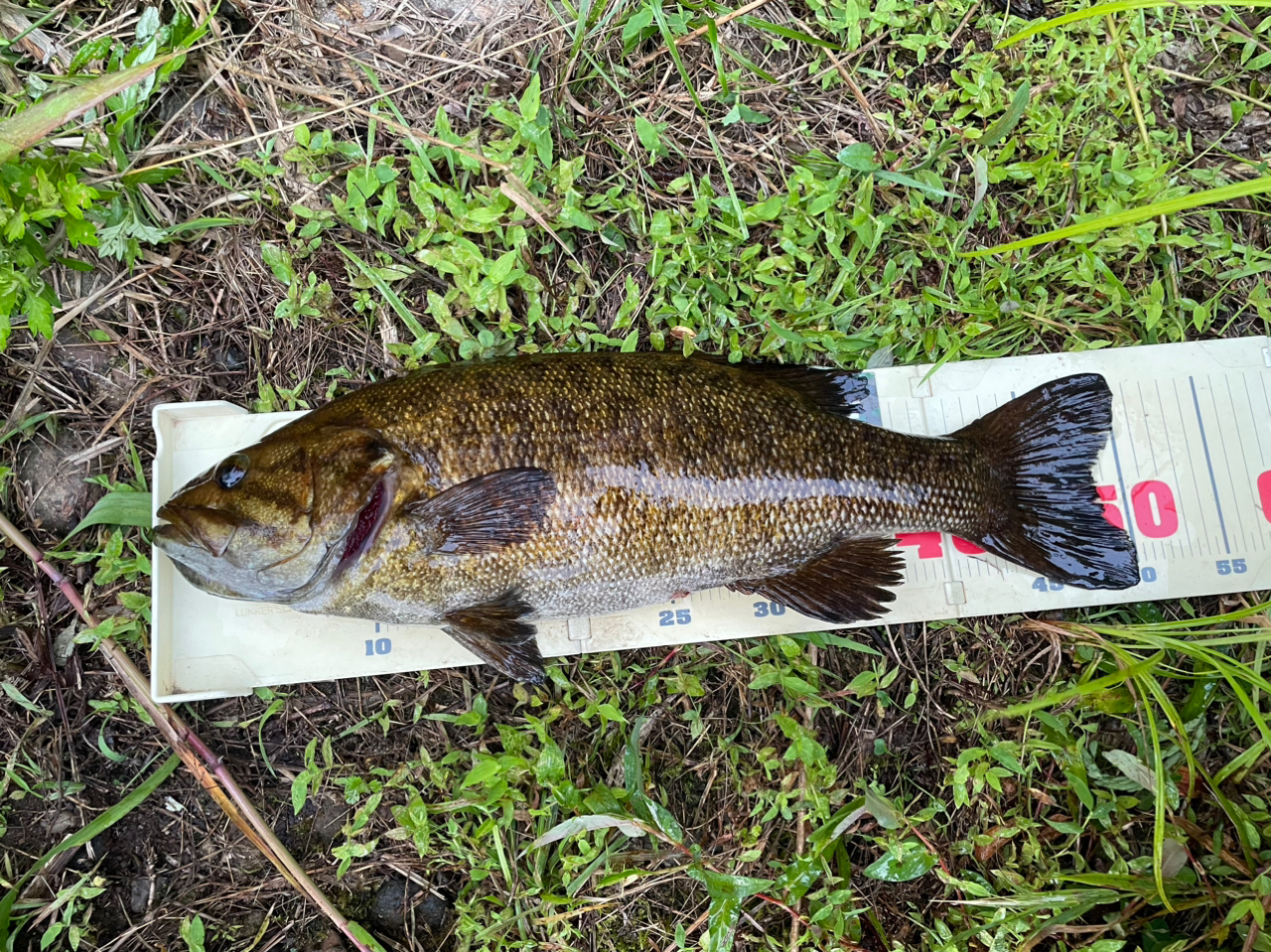 スモールマウスバス