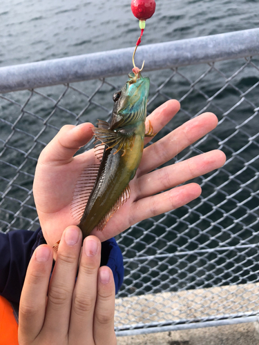 アナハゼの釣果