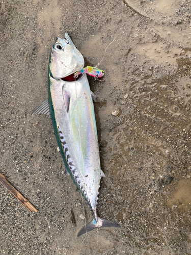 ソウダガツオの釣果