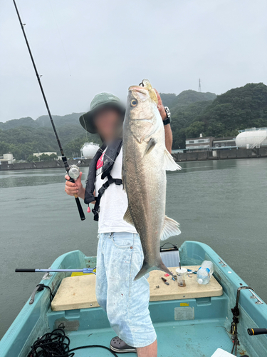 スズキの釣果