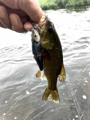 スモールマウスバスの釣果