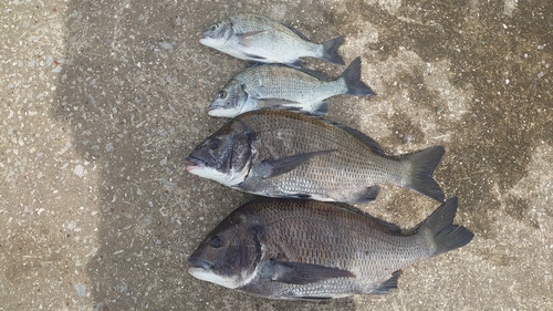 クロダイの釣果