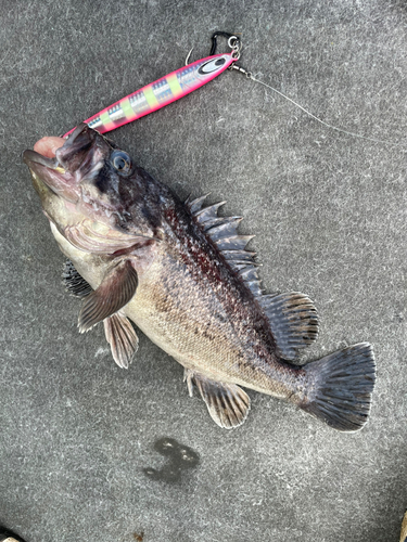 クロソイの釣果