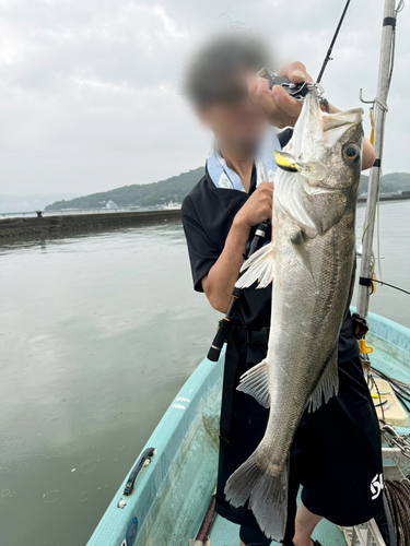 スズキの釣果